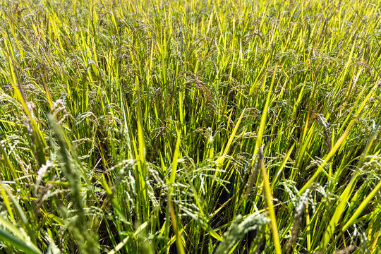 Close up of ripe rice ears, Antsirabe, Madagascar