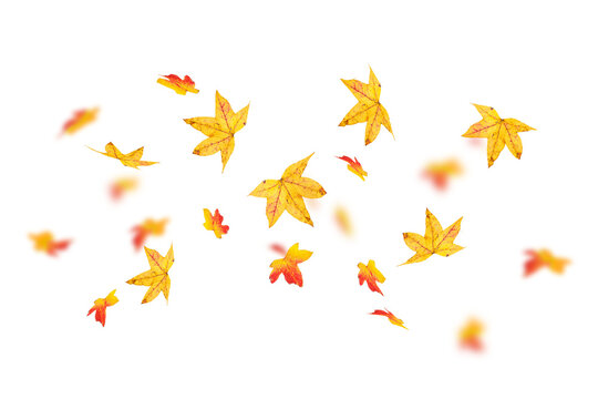 Falling yellow and red autumn maple leaves with motion blur isolated on transparent background