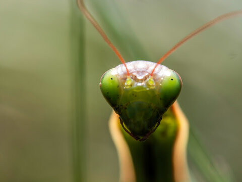 Mantis face close-up, green, detailed, and intense
