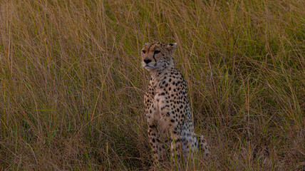 Cheetah Resting © creativebrosis