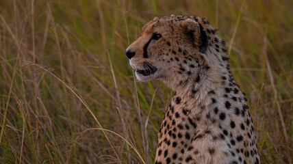 Cheetah Close up © creativebrosis