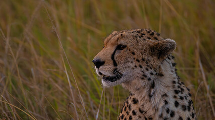 Cheetah Close up © creativebrosis