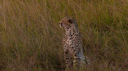 Cheetah Resting © creativebrosis