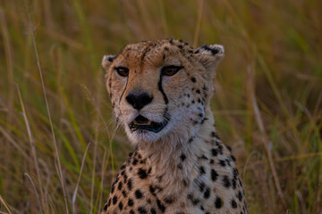 Cheetah Close up © creativebrosis