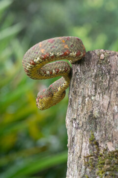 View of an Eyelash Viper coiled on a tree stump in the lush cloud forest of Monteverde, Provincia de Puntaren, Costa Rica.