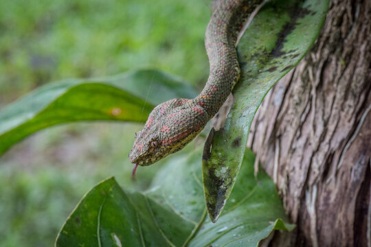 View of an eyelash viper with its characteristic scales and tongue flicking, resting on a green leaf in the cloud forest of Monteverde, Provincia de Puntarenas, Costa Rica.