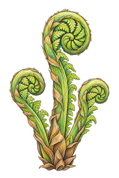 Fiddlehead Fern Coils With Fine Leaf Scales