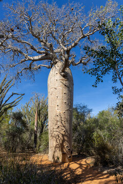 Tall baobab tree with bare branches, Ifaty, Madagascar