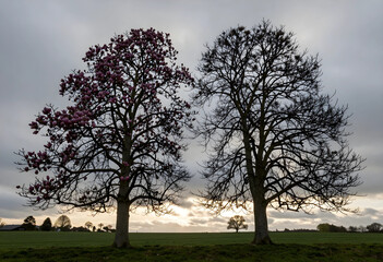 Obraz premium Seasonal change and nature transition, blooming magnolia tree beside a bare tree in a rural landscape during early spring with a cloudy sunset sky
