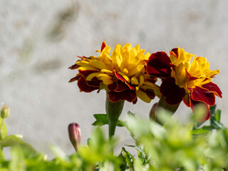 Vibrant marigolds bloom with bold yellow and deep red petals © Dennis