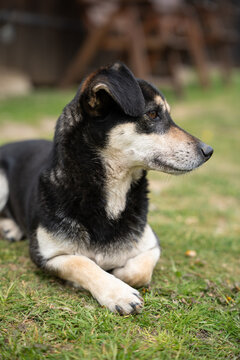 Black and tan dog lying on a green lawn with front paws crossed and looking into the distance, soft blurred farmyard background, vertical frame, concept of loyal pet, relaxed countryside life and ani