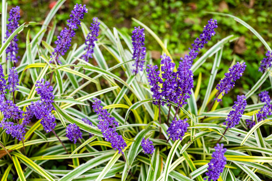 Liriope flower close-up in Batumi Botanical Garden