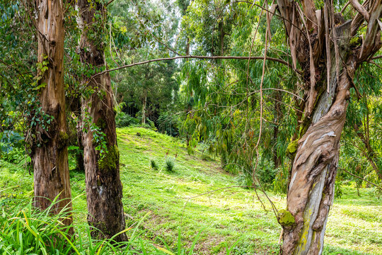 green meadow in eucalyptus grove in Batumi