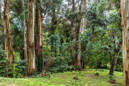 eucalyptus grove in Batumi Botanical Garden