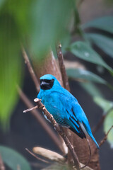 Vibrant Blue Turquoise Tanager Perched on Thin Branch in Rainforest. © Martin
