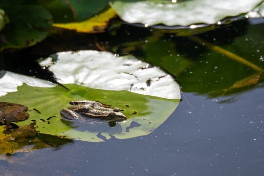European Common Frog also known as the grass frog Rana temporaria resting on a lily leaf in a pond