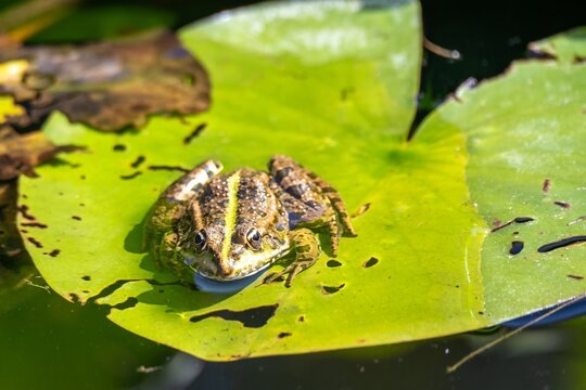 European Common Frog also known as the grass frog Rana temporaria resting on a lily leaf in a pond