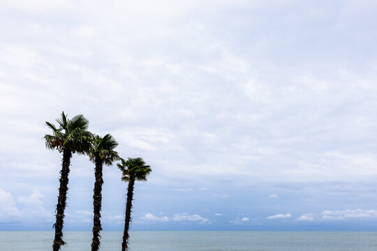 three palm trees and cloudy sky over Sea in Batumi