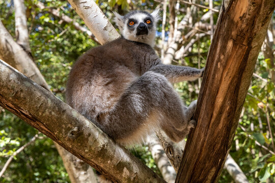 Ring-tailed lemur perched in a tree, Isalo, Madagascar