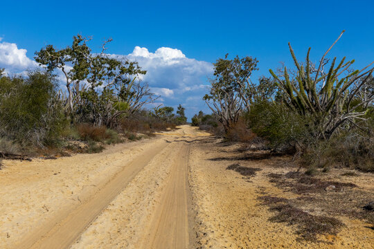 Sandy track through the spiny forest, Morondava, Madagascar