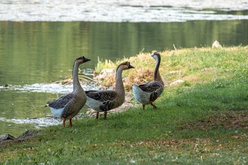 swan geese anser cygnoides a large slender necked rare goose on the river bank at Lussac Les Chateaux France © Penny