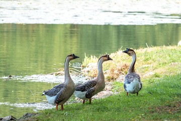 swan geese anser cygnoides a large slender necked rare goose on the river bank at Lussac Les Chateaux France © Penny