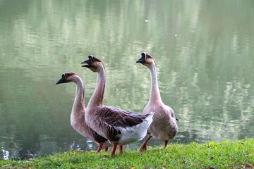 swan geese anser cygnoides a large slender necked rare goose on the river bank at Lussac Les Chateaux France © Penny