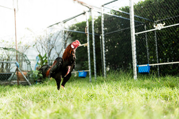 A Thai cock walking on green grass. Farm rooster © Dontree