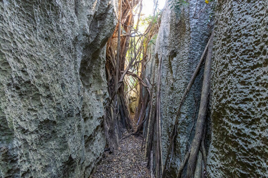 Tsingy passage draped with hanging vines, Petit Tsingy, Madagascar
