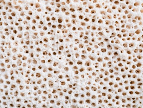 Close up of natural coral texture with porous holes