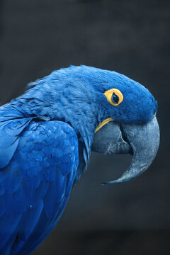 Vibrant Blue Hyacinth Macaw Close Up Portrait.