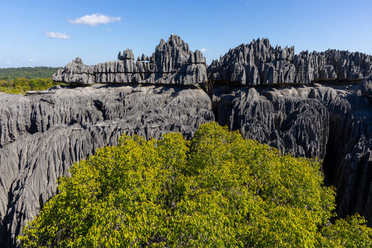 Tsingy pinnacles rise above a green tree, Grand Tsingy, Madagascar