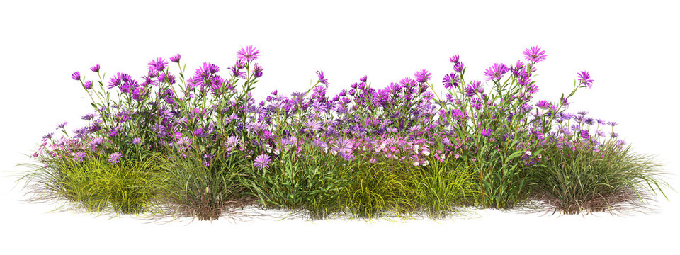 Nature blooms wildflower grow on transparent background 3d render png