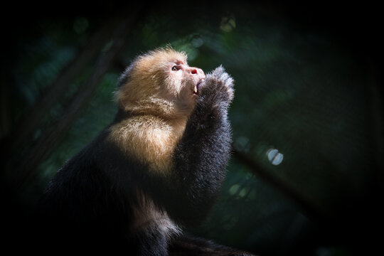 View of a white-headed capuchin monkey eating in the lush forest of Monteverde, Provincia de Puntarenas, Costa Rica.