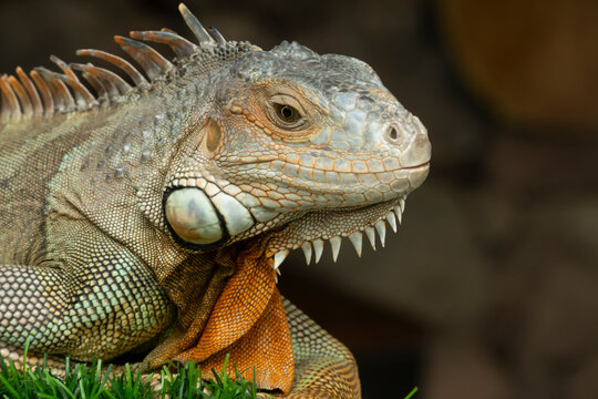 Close up portrait of green iguana lizard resting on grass looking to side