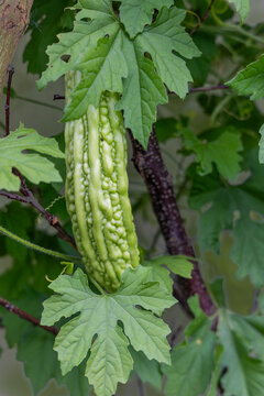 Bitter melon (Momordica charantia) growing on a vine in vegetable  garden