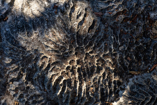 Radial erosion pattern in limestone rock, Petit Tsingy, Madagascar