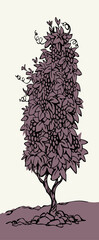 Obraz premium Vector drawing. Grape in the vineyard
