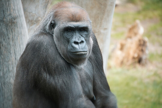 Resting Gorilla Portrait Against Natural Background.