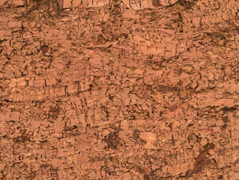 Close up of rough cork tree bark surface