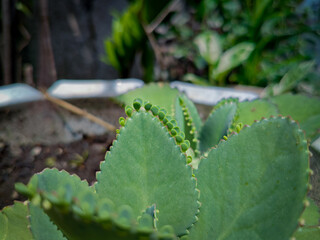 Close-up of green Kalanchoe plant leaves featuring tiny plantlets growing along the serrated edges, with a soft-focus natural garden background. © Regi