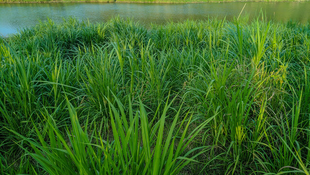 Lush Elephant Grass (Pennisetum purpureum) Growing, Fresh Green Elephant Grass Field as Natural Livestock Feed, Scenic Wild Elephant Grass Landscape at the river bank 