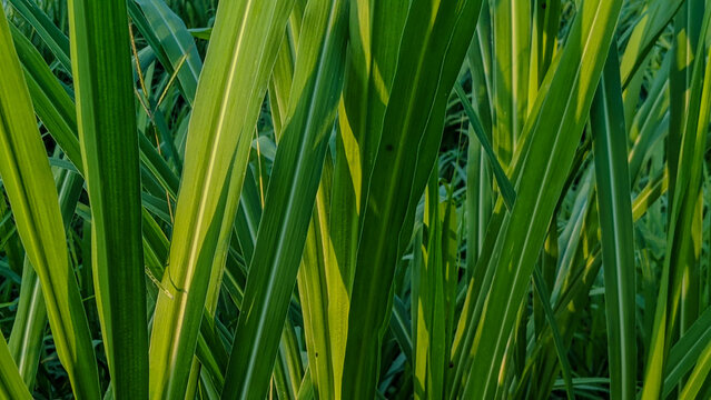 Lush Elephant Grass (Pennisetum purpureum) Growing, Fresh Green Elephant Grass Field as Natural Livestock Feed, Scenic Wild Elephant Grass Landscape at the river bank 