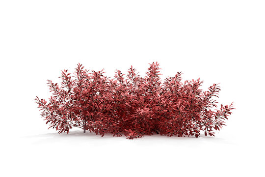 Red autumn bush plant isolated on transparent background