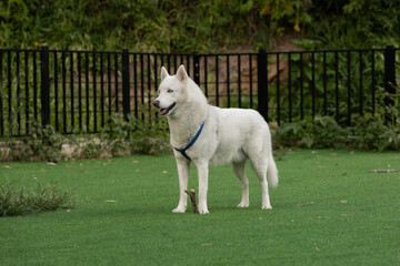 White dog standing on green lawn in front of a fence © Julian