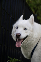 Happy white dog portrait smiling with open mouth © Julian