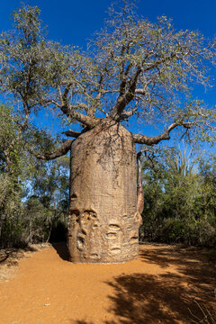 Baobab tree in the bush, Ifaty, Madagascar