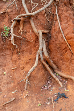 Tree roots exposed in red laterite soil, Miandrivazo, Madagascar