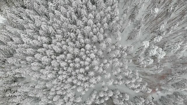 Aerial view of a dense forest covered in fresh white snow during winter in Brasov, Brasov, Romania.