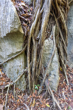 Tree roots clinging to limestone rock, Petit Tsingy, Madagascar